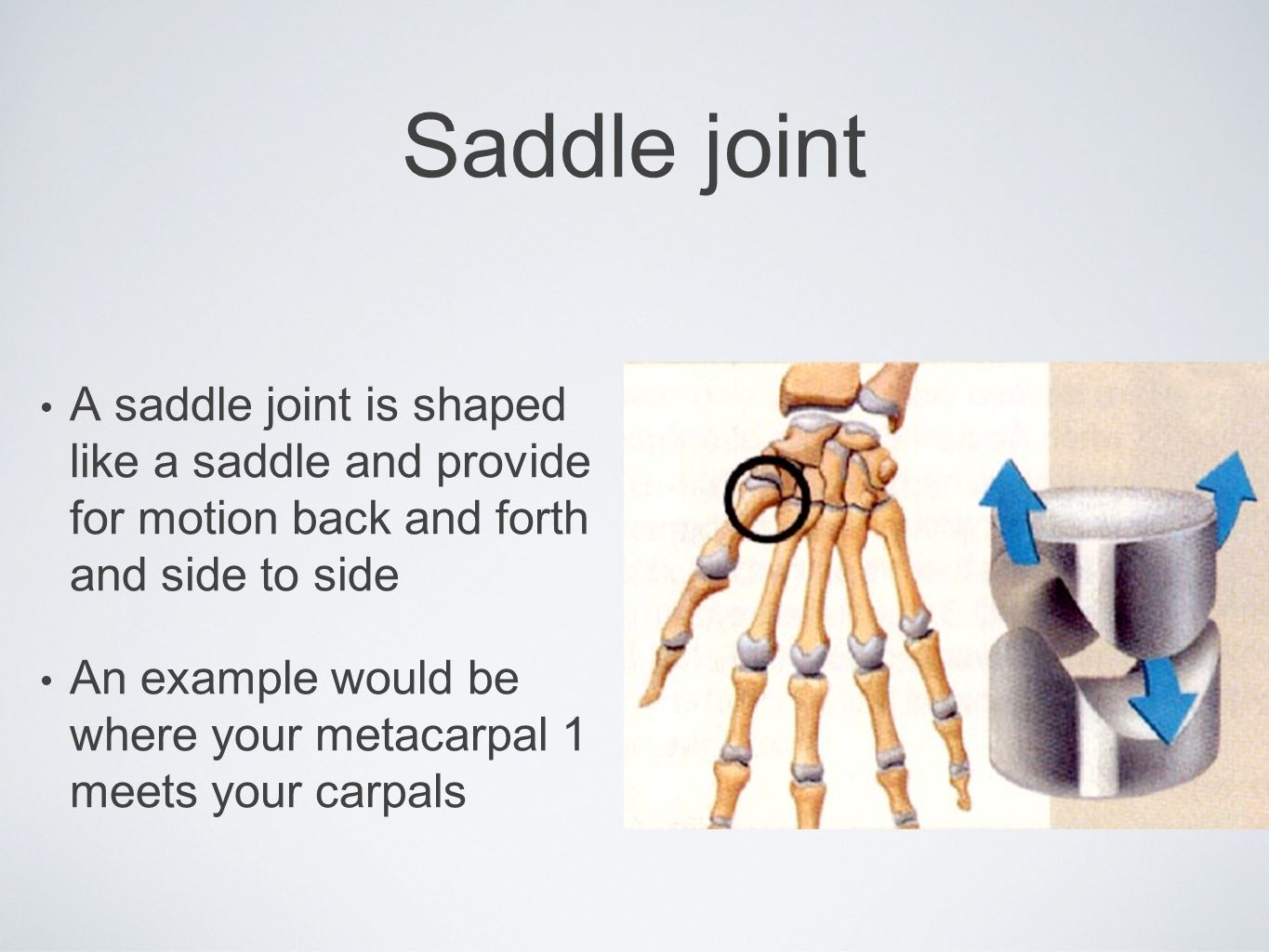 Saddle joint A saddle joint is shaped like a saddle and provide for motion back and forth and side to side.