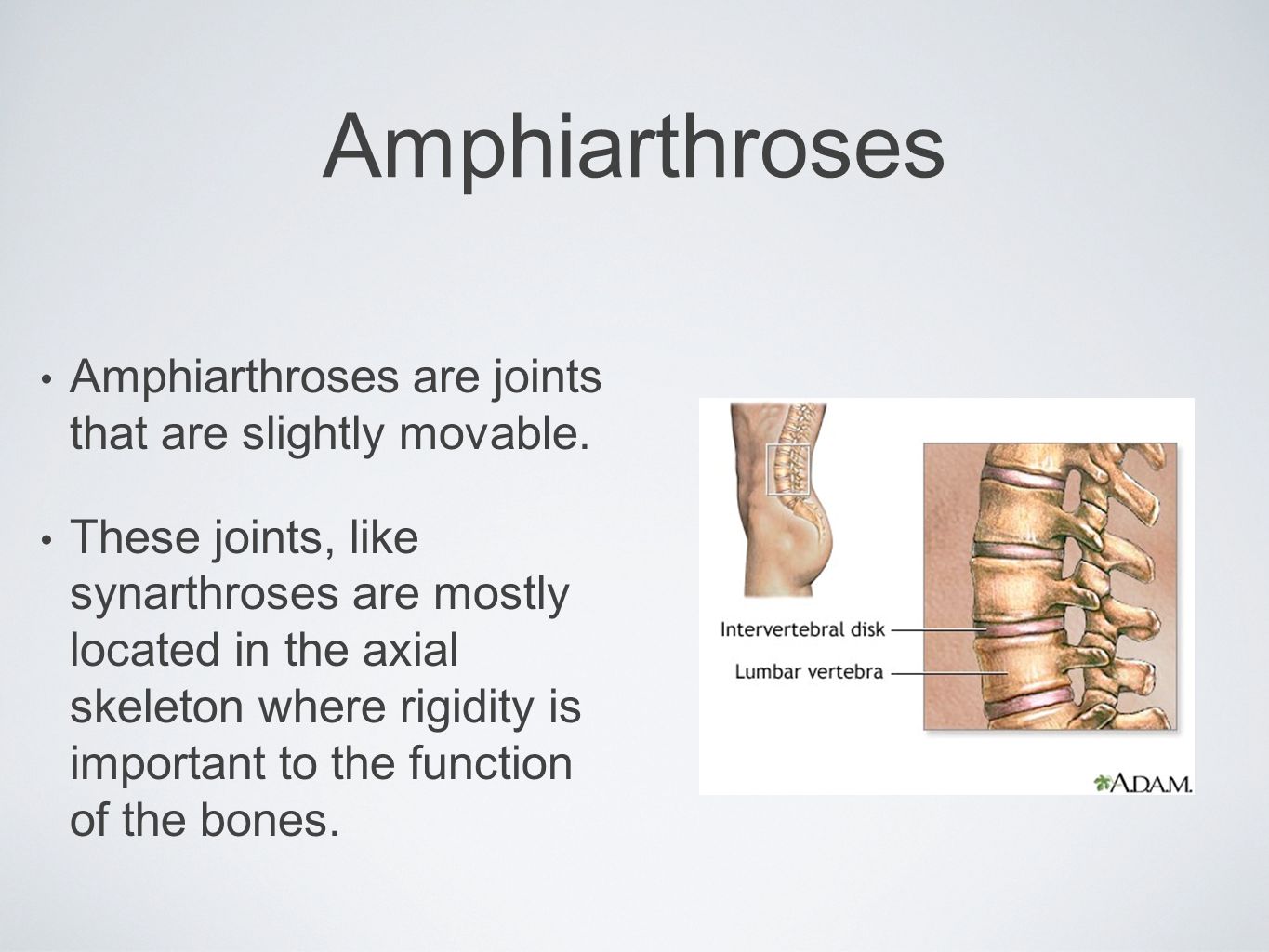 Amphiarthroses Amphiarthroses are joints that are slightly movable.