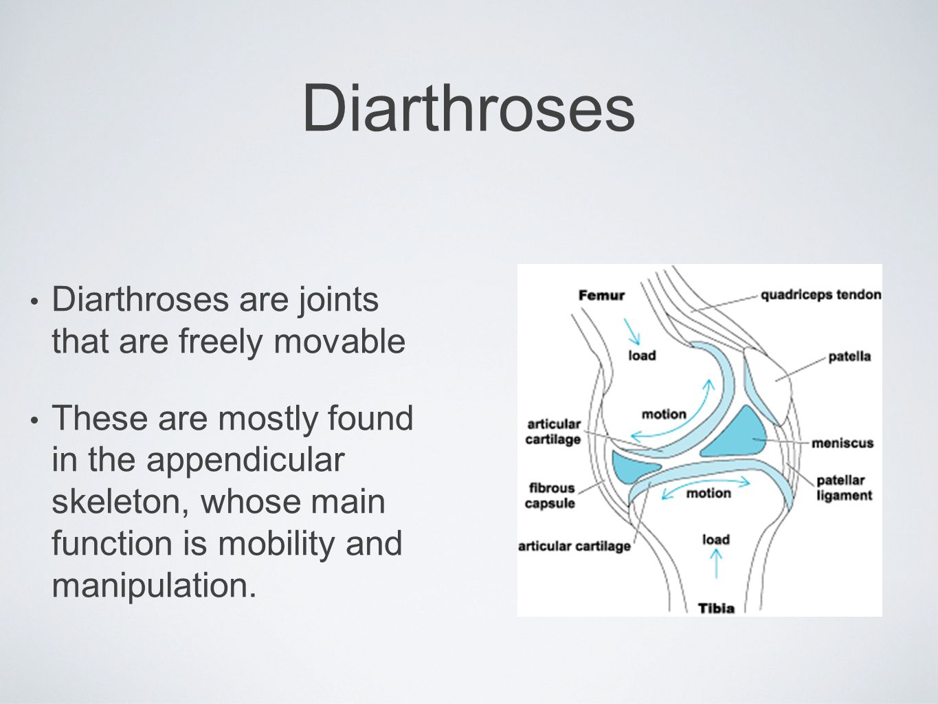 Diarthroses Diarthroses are joints that are freely movable