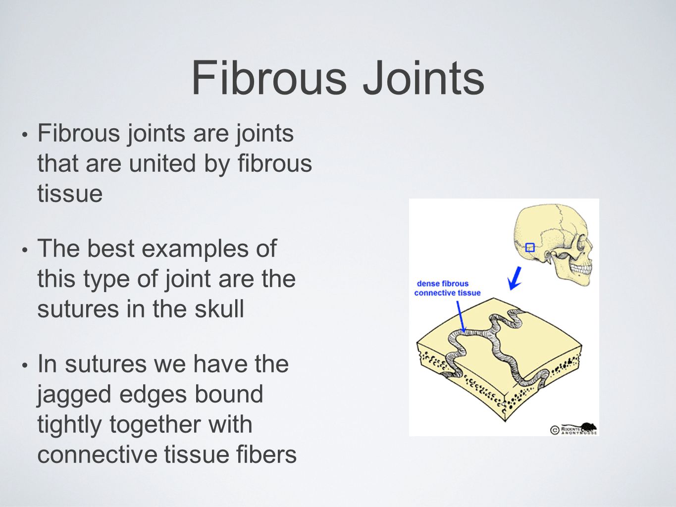 Fibrous Joints Fibrous joints are joints that are united by fibrous tissue. The best examples of this type of joint are the sutures in the skull.