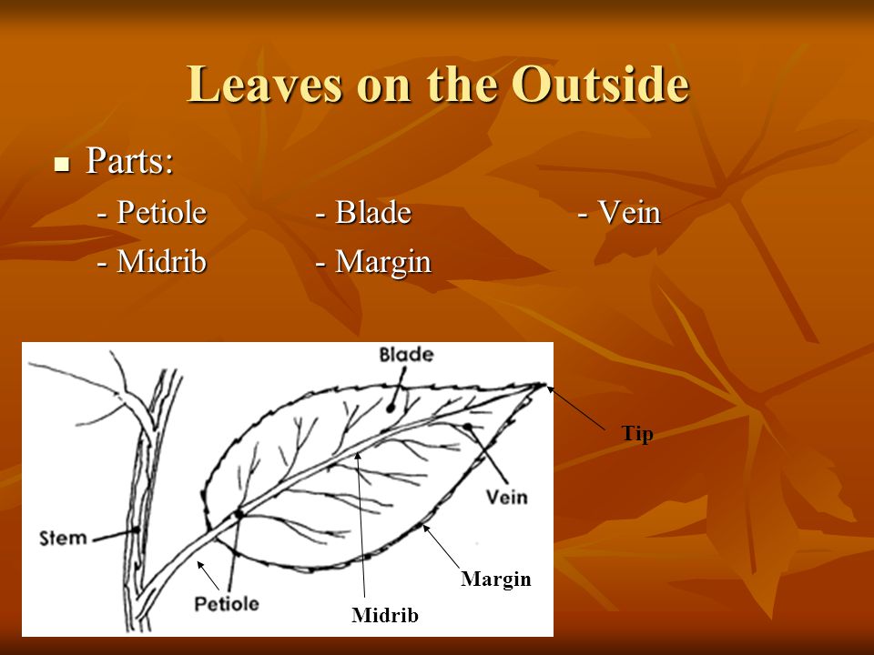 Leaves on the Outside Parts: - Petiole - Blade - Vein