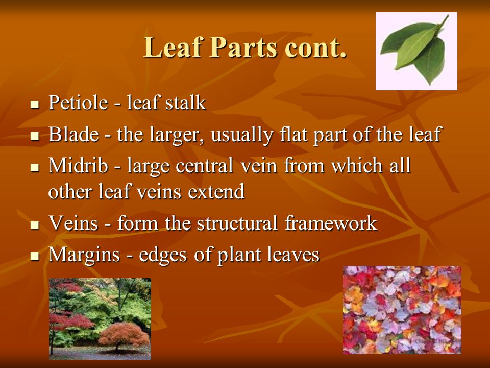 Leaf Parts cont. Petiole - leaf stalk