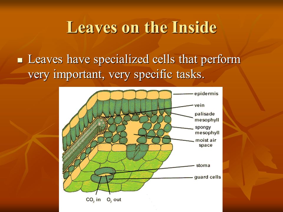 Leaves on the Inside Leaves have specialized cells that perform very important, very specific tasks.