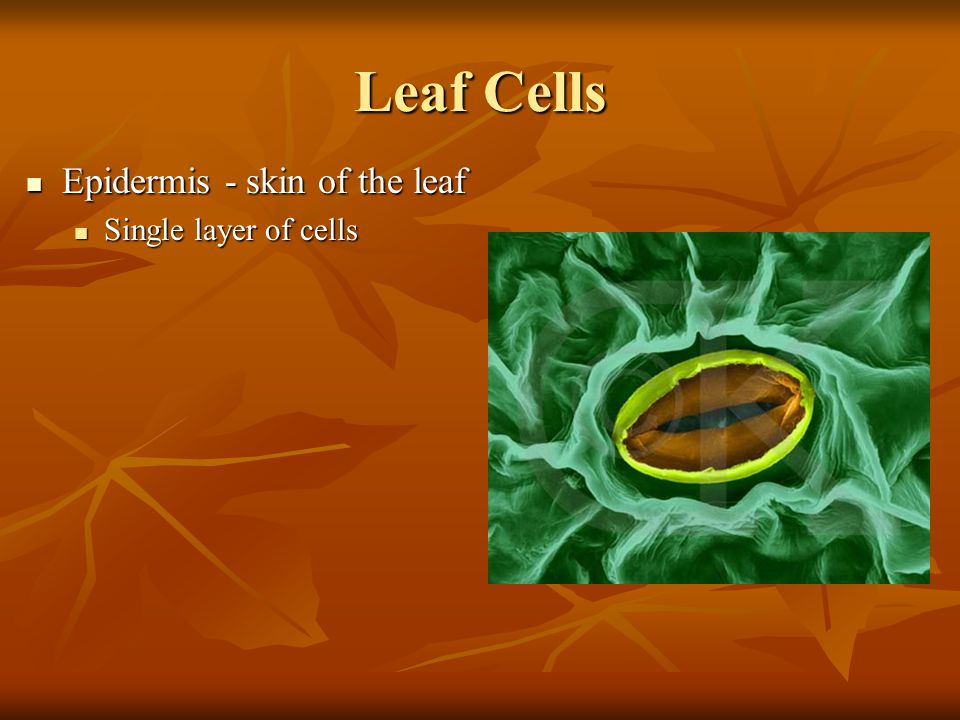 Leaf Cells Epidermis - skin of the leaf Single layer of cells