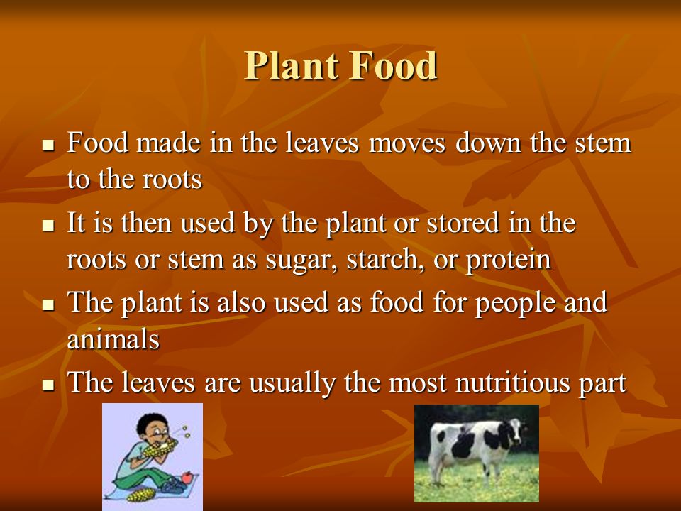 Plant Food Food made in the leaves moves down the stem to the roots