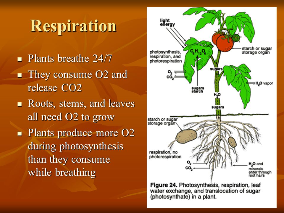 Respiration Plants breathe 24/7 They consume O2 and release CO2