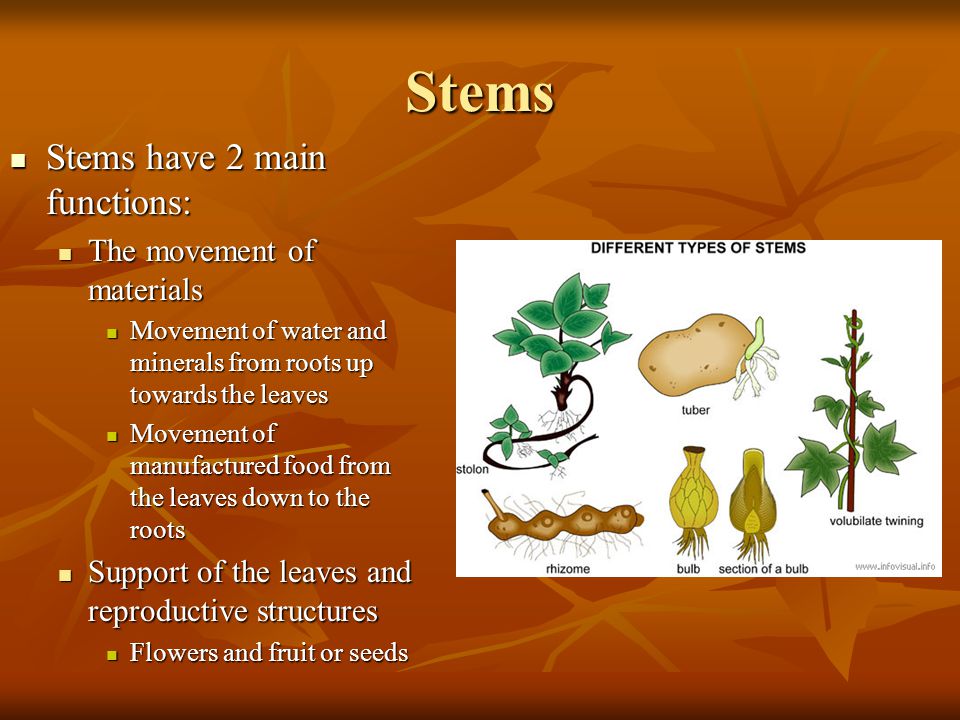 Stems Stems have 2 main functions: The movement of materials