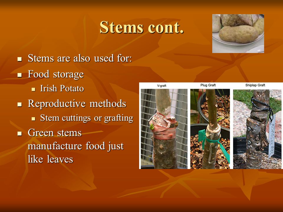 Stems cont. Stems are also used for: Food storage Reproductive methods