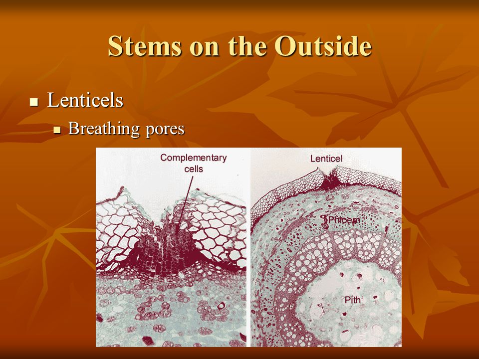 Stems on the Outside Lenticels Breathing pores