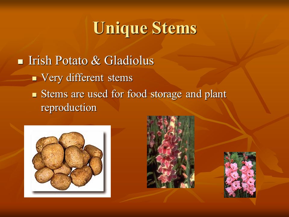 Unique Stems Irish Potato & Gladiolus Very different stems