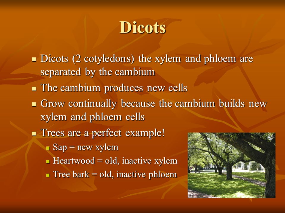 Dicots Dicots (2 cotyledons) the xylem and phloem are separated by the cambium. The cambium produces new cells.