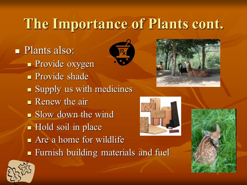 The Importance of Plants cont.