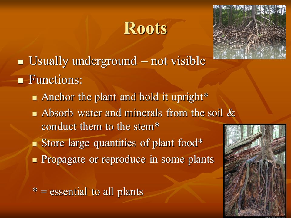 Roots Usually underground – not visible Functions: