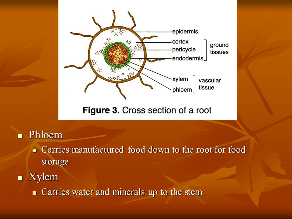 Phloem Carries manufactured food down to the root for food storage.