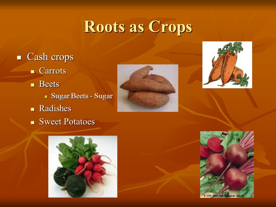Roots as Crops Cash crops Carrots Beets Radishes Sweet Potatoes