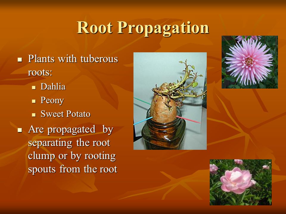 Root Propagation Plants with tuberous roots:
