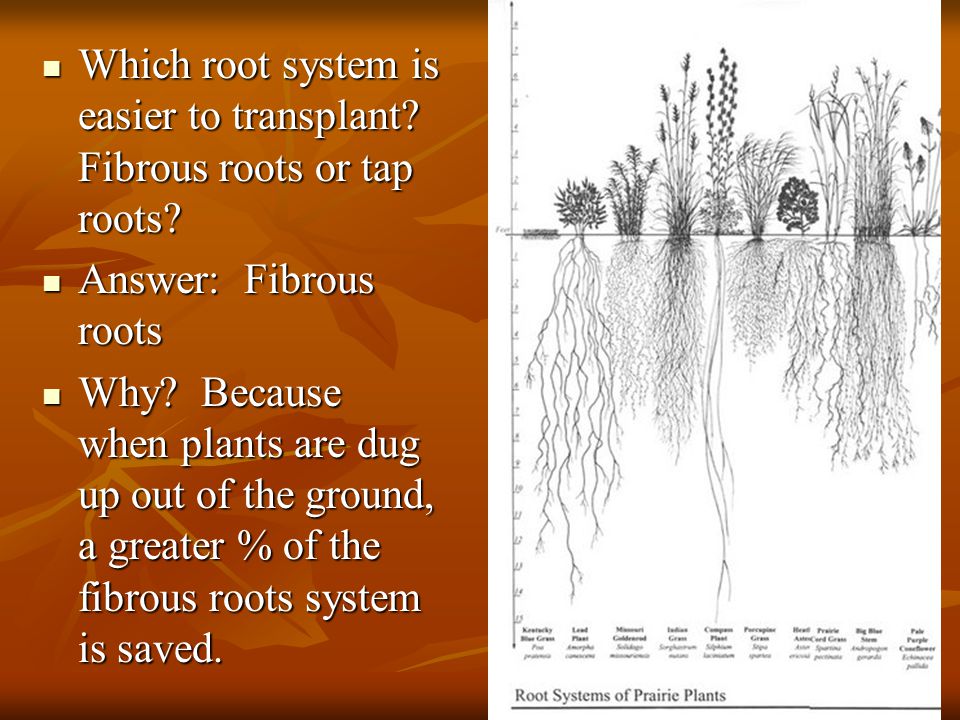 Which root system is easier to transplant Fibrous roots or tap roots
