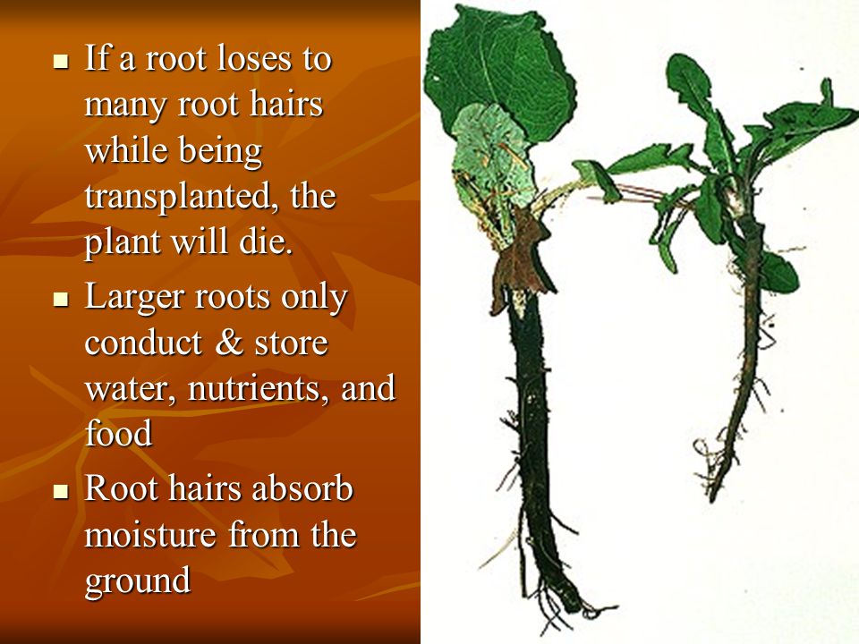If a root loses to many root hairs while being transplanted, the plant will die.