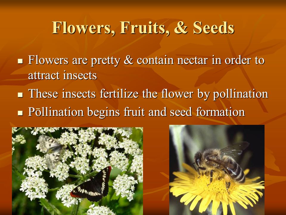 Flowers, Fruits, & Seeds Flowers are pretty & contain nectar in order to attract insects. These insects fertilize the flower by pollination.