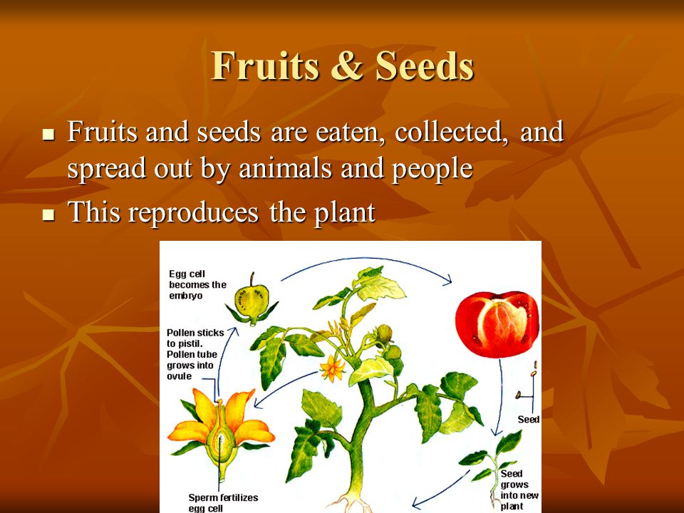 Fruits & Seeds Fruits and seeds are eaten, collected, and spread out by animals and people.