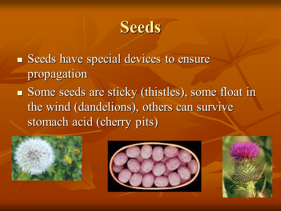 Seeds Seeds have special devices to ensure propagation