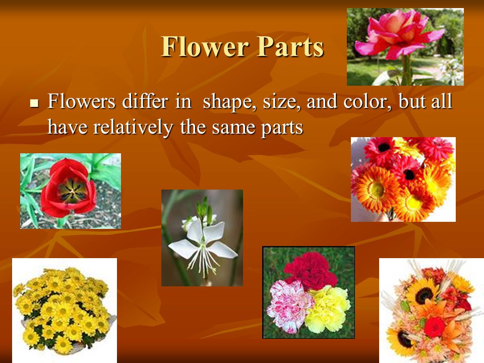 Flower Parts Flowers differ in shape, size, and color, but all have relatively the same parts