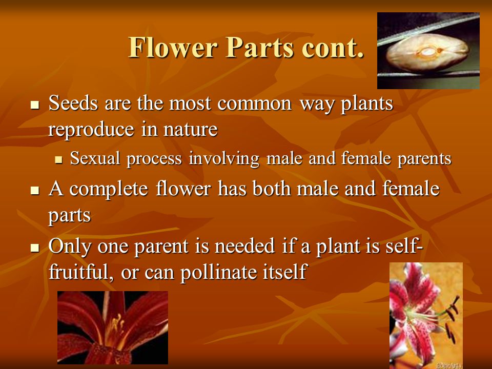 Flower Parts cont. Seeds are the most common way plants reproduce in nature. Sexual process involving male and female parents.
