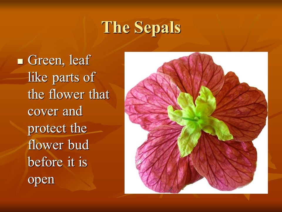 The Sepals Green, leaf like parts of the flower that cover and protect the flower bud before it is open.