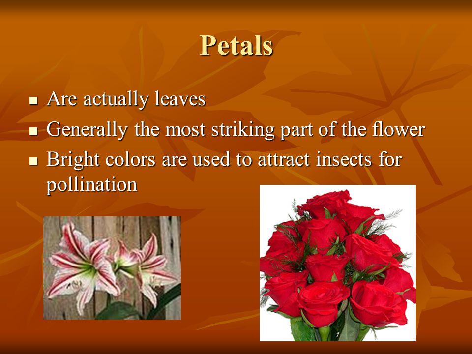 Petals Are actually leaves
