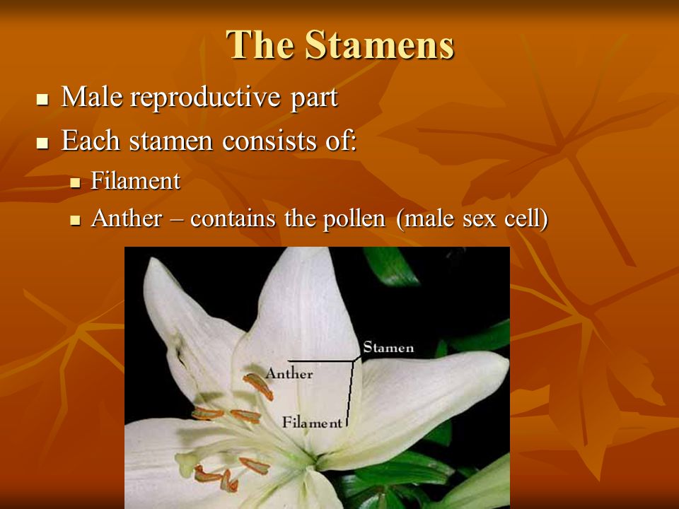 The Stamens Male reproductive part Each stamen consists of: Filament
