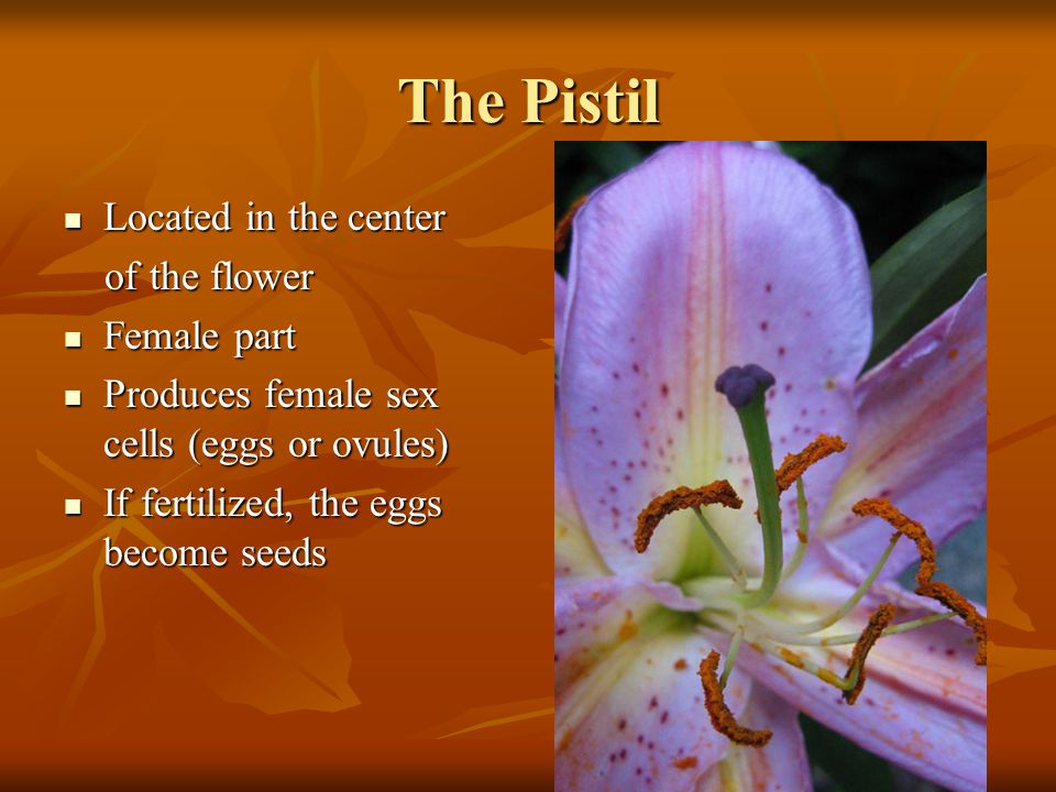 The Pistil Located in the center of the flower Female part
