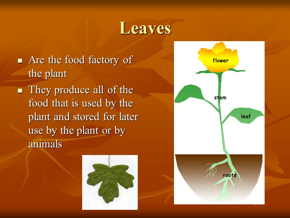 Leaves Are the food factory of the plant