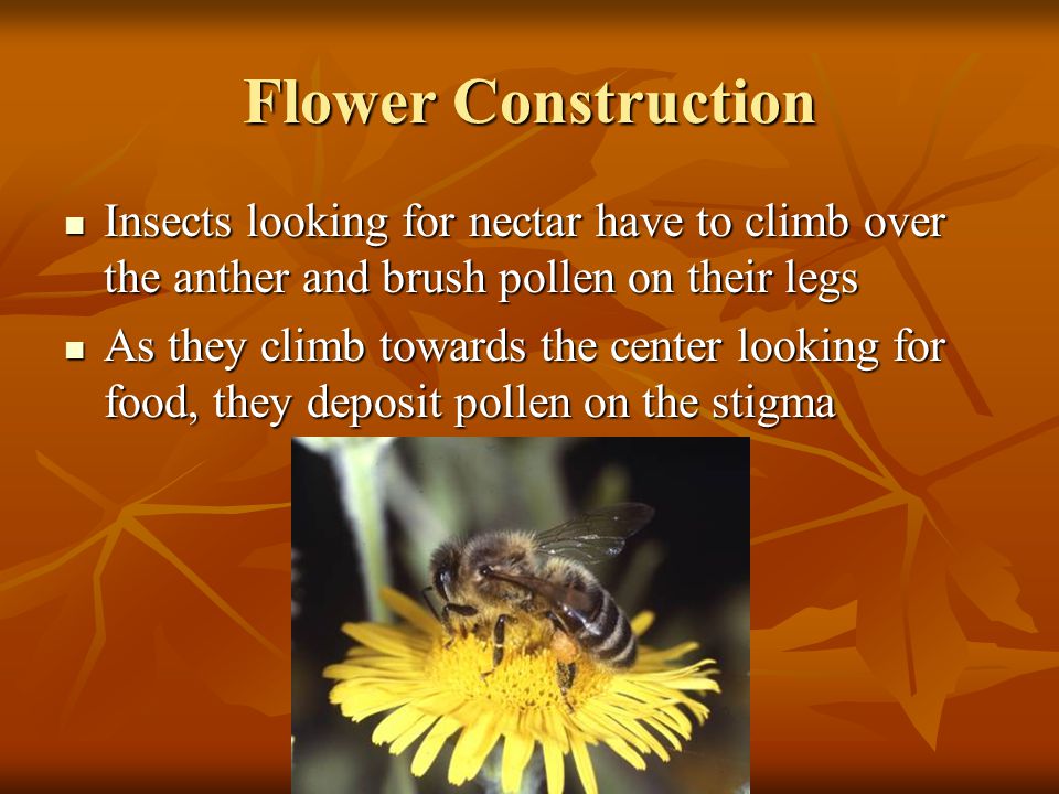 Flower Construction Insects looking for nectar have to climb over the anther and brush pollen on their legs.