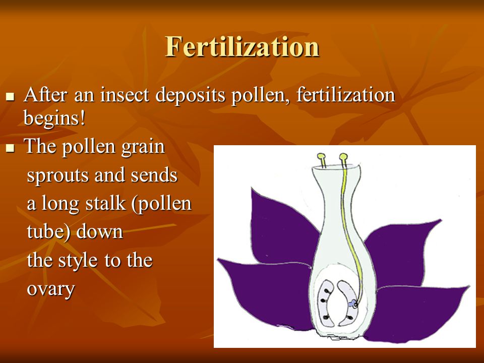 Fertilization After an insect deposits pollen, fertilization begins!