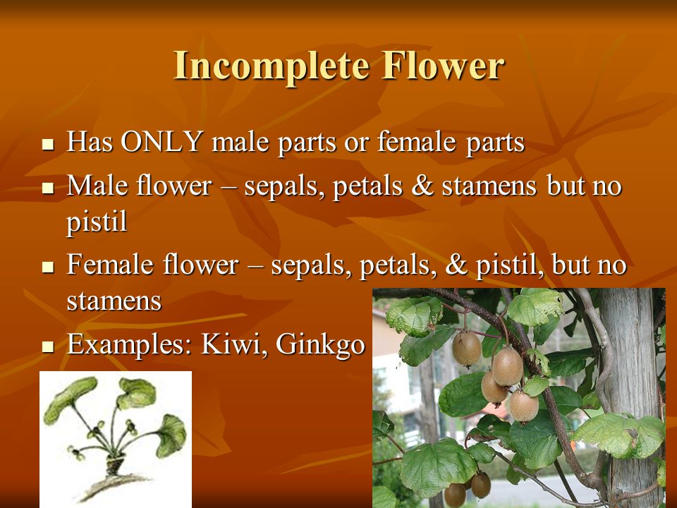 Incomplete Flower Has ONLY male parts or female parts