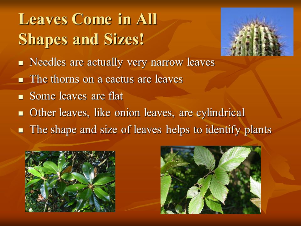 Leaves Come in All Shapes and Sizes!