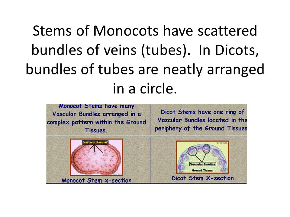 Stems of Monocots have scattered bundles of veins (tubes)