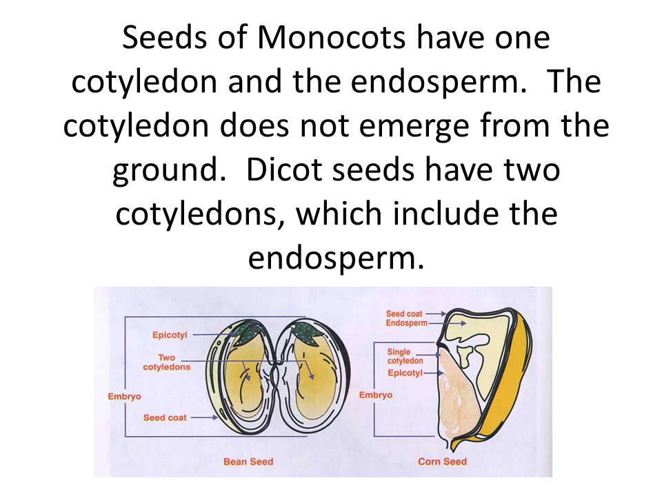 Seeds of Monocots have one cotyledon and the endosperm