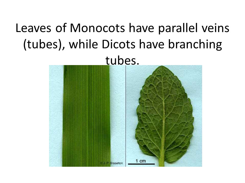 Leaves of Monocots have parallel veins (tubes), while Dicots have branching tubes.