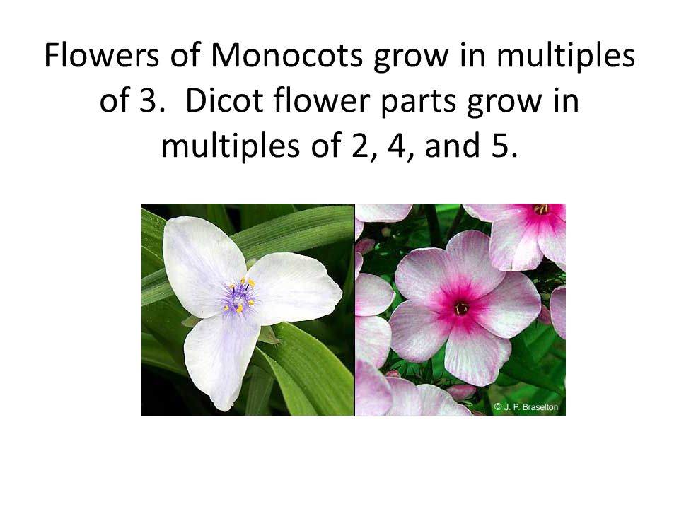 Flowers of Monocots grow in multiples of 3