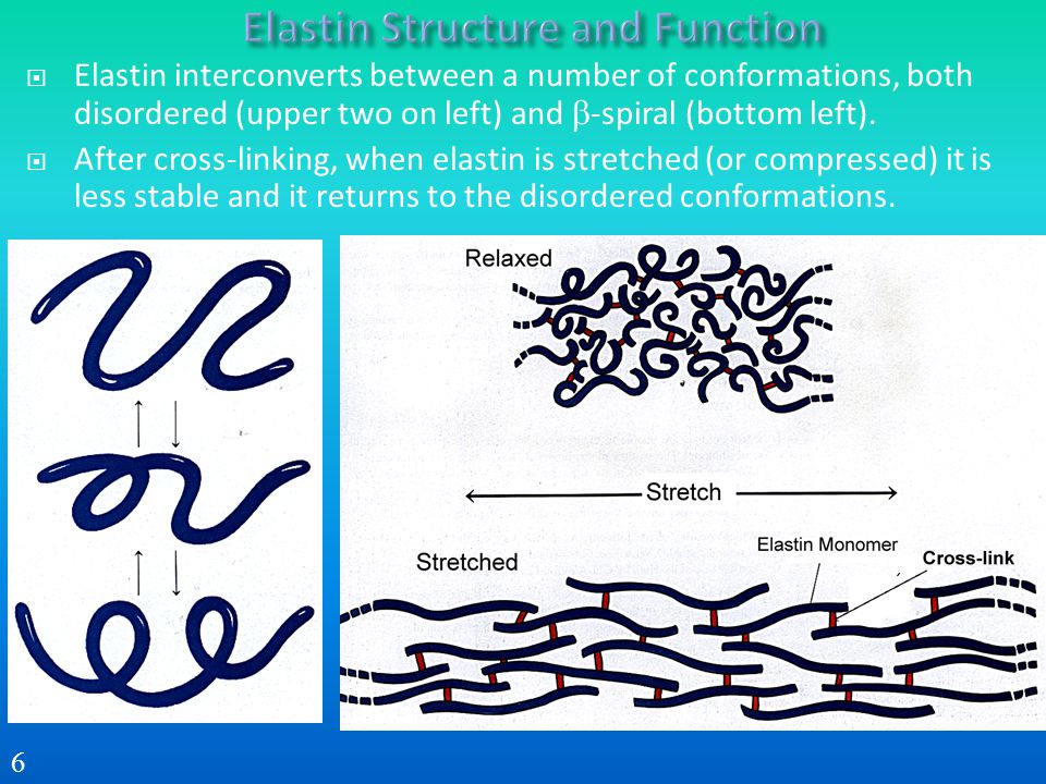 2 эластин. Elastin structure. Эластин структура. Строение эластина биохимия. Эластин строение.