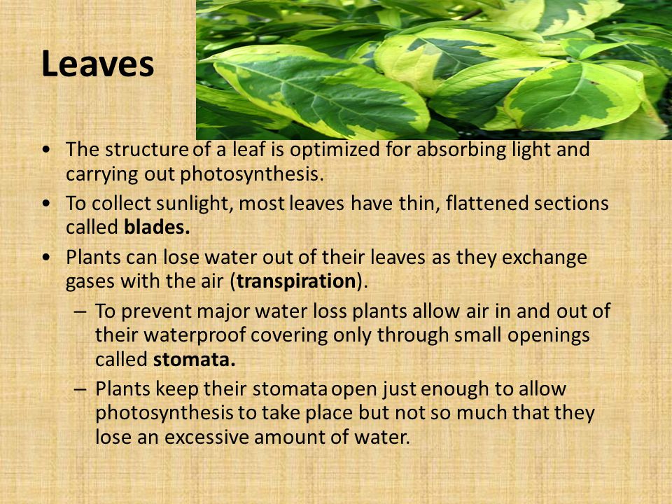 Leaves The structure of a leaf is optimized for absorbing light and carrying out photosynthesis.