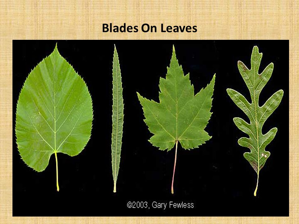 Blades On Leaves