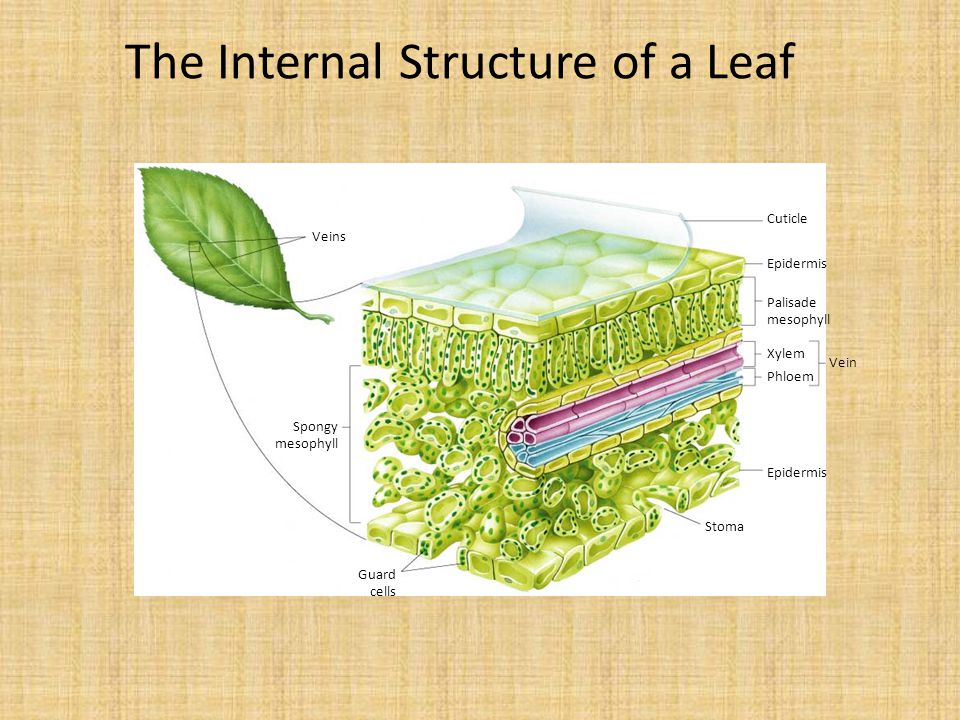 The Internal Structure of a Leaf