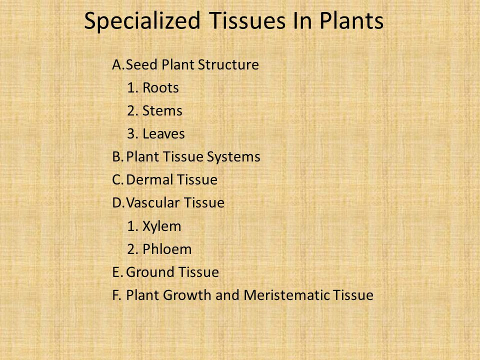 Specialized Tissues In Plants