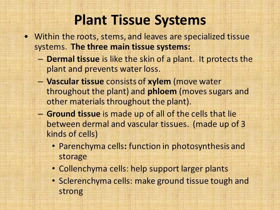 Plant Tissue Systems Within the roots, stems, and leaves are specialized tissue systems. The three main tissue systems: