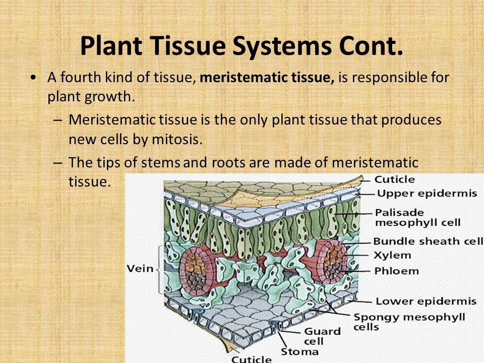 Plant Tissue Systems Cont.
