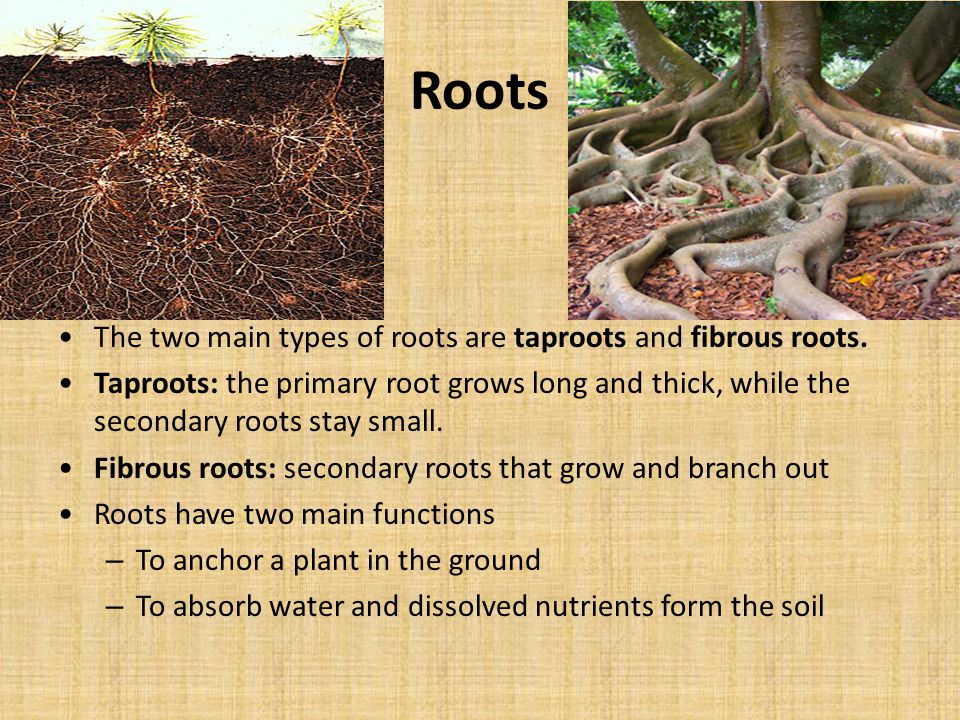 Roots The two main types of roots are taproots and fibrous roots.