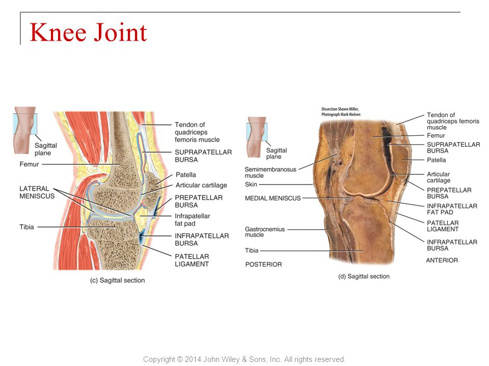 principles of anatomy and physiology tortora powerpoints principles of anatomy and physiology tortora powerpoints