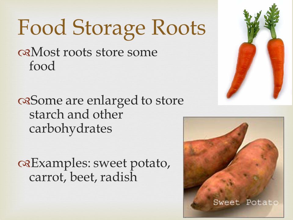 Food Storage Roots Most roots store some food